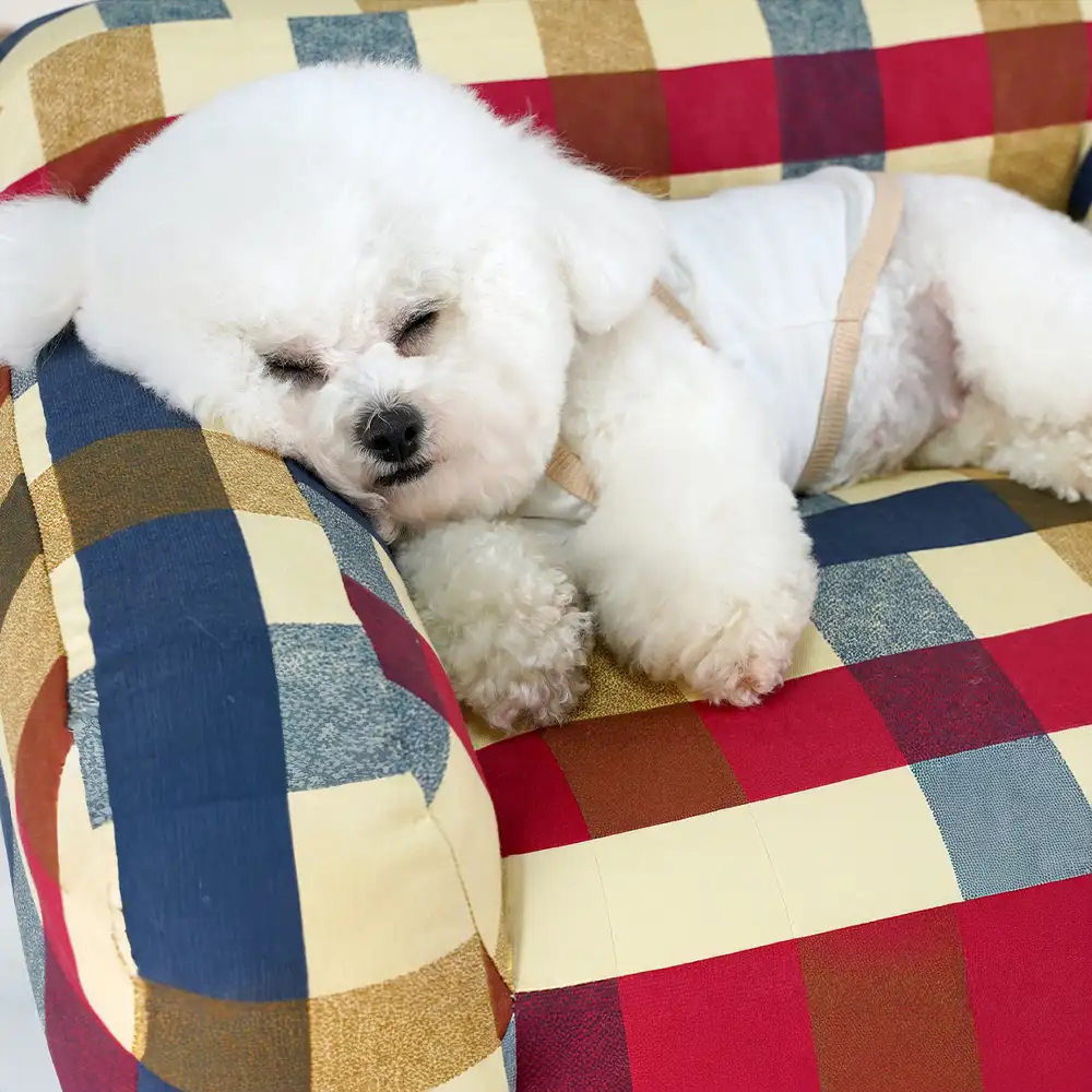 Cotton Canvas Fabric Breathable Scratch-Resistant Dog Sofa Bed - Image 3