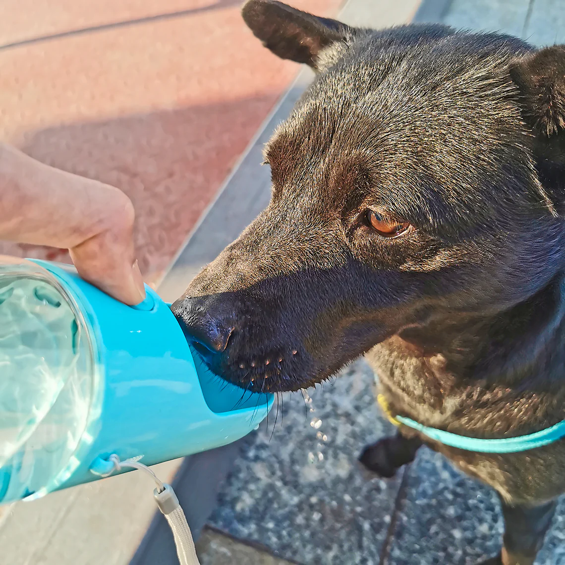 Portable Outdoor Dog Water Bottle - Image 4